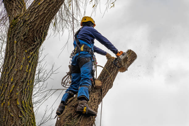 Best Local Tree Services  in Greenwood, DE